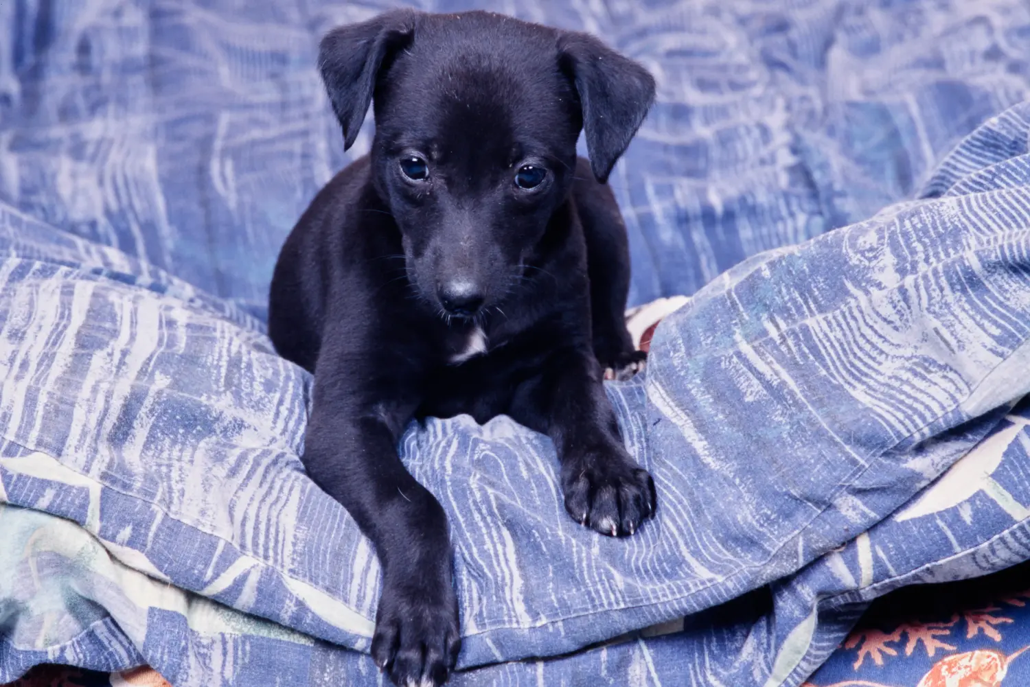 Comprar un cachorro de Whippet significa asumir responsabilidades. Comprar cachorros de Whippet.