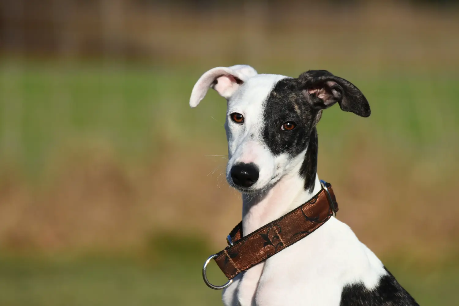 Comprar un cachorro de Whippet significa asumir responsabilidades. Comprar cachorros de Whippet.