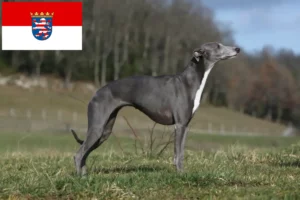Lee más sobre el artículo Criadores de Whippet y cachorros en Hessen