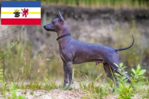 Lee más sobre el artículo Criadores de Xolo y cachorros en Mecklemburgo-Pomerania Occidental