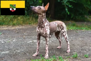 Lee más sobre el artículo Criadores de Xolo y cachorros en Sajonia-Anhalt