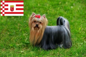 Lee más sobre el artículo Criadores de Yorkshire Terrier y cachorros en Bremen