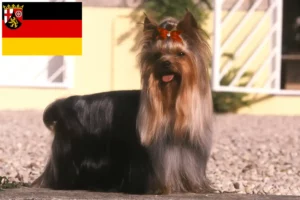 Lee más sobre el artículo Criadores de Yorkshire Terrier y cachorros en Renania-Palatinado