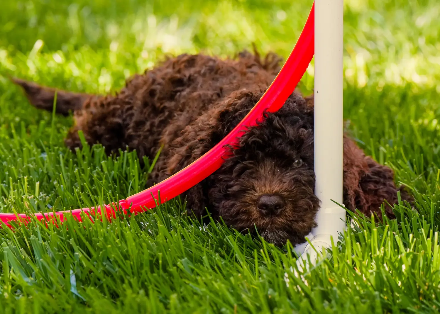 Comprar un cachorro de Barbet significa asumir responsabilidades. Comprar cachorros de Barbet.