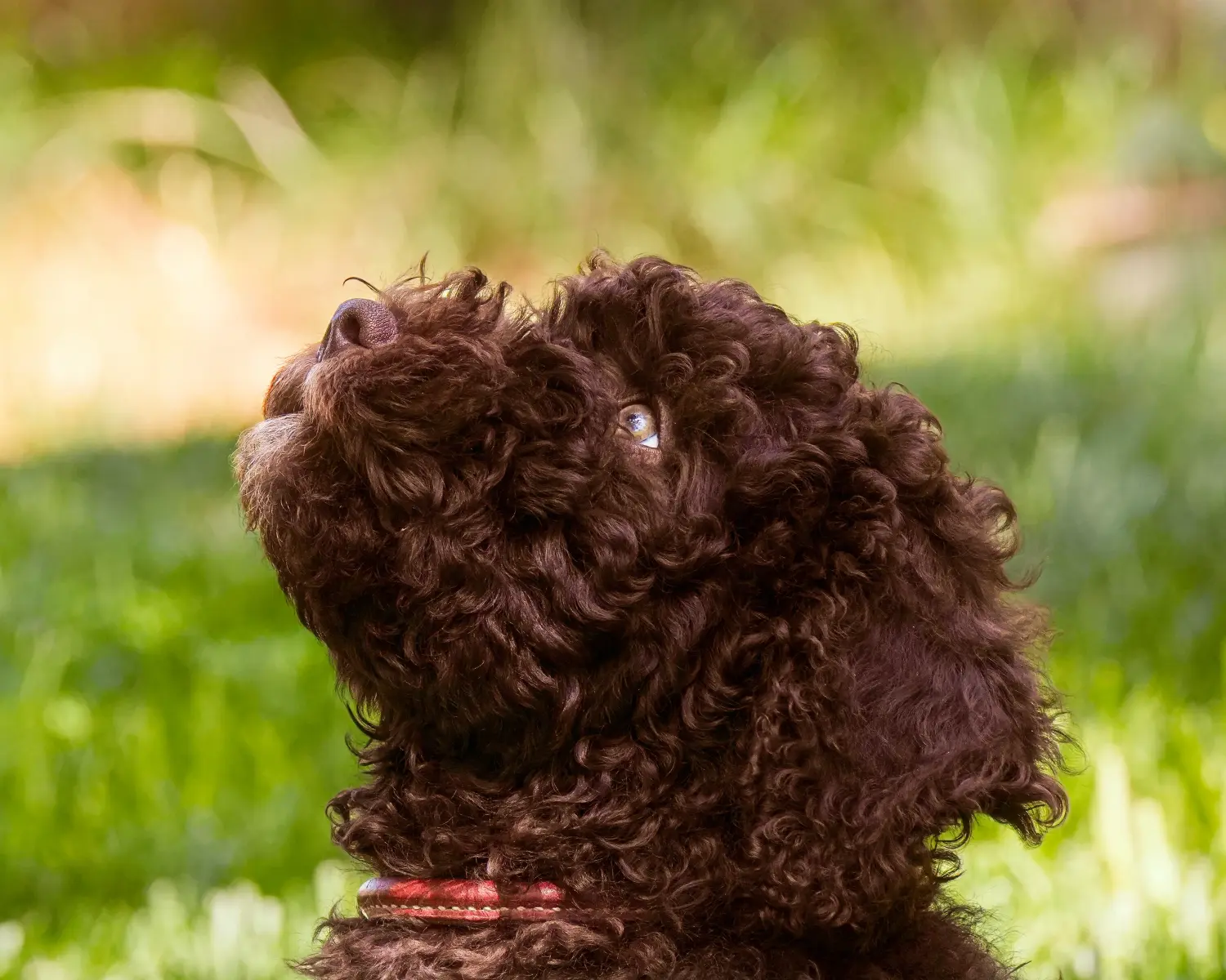 Comprar un cachorro de Barbet significa asumir responsabilidades. Comprar cachorros de Barbet.