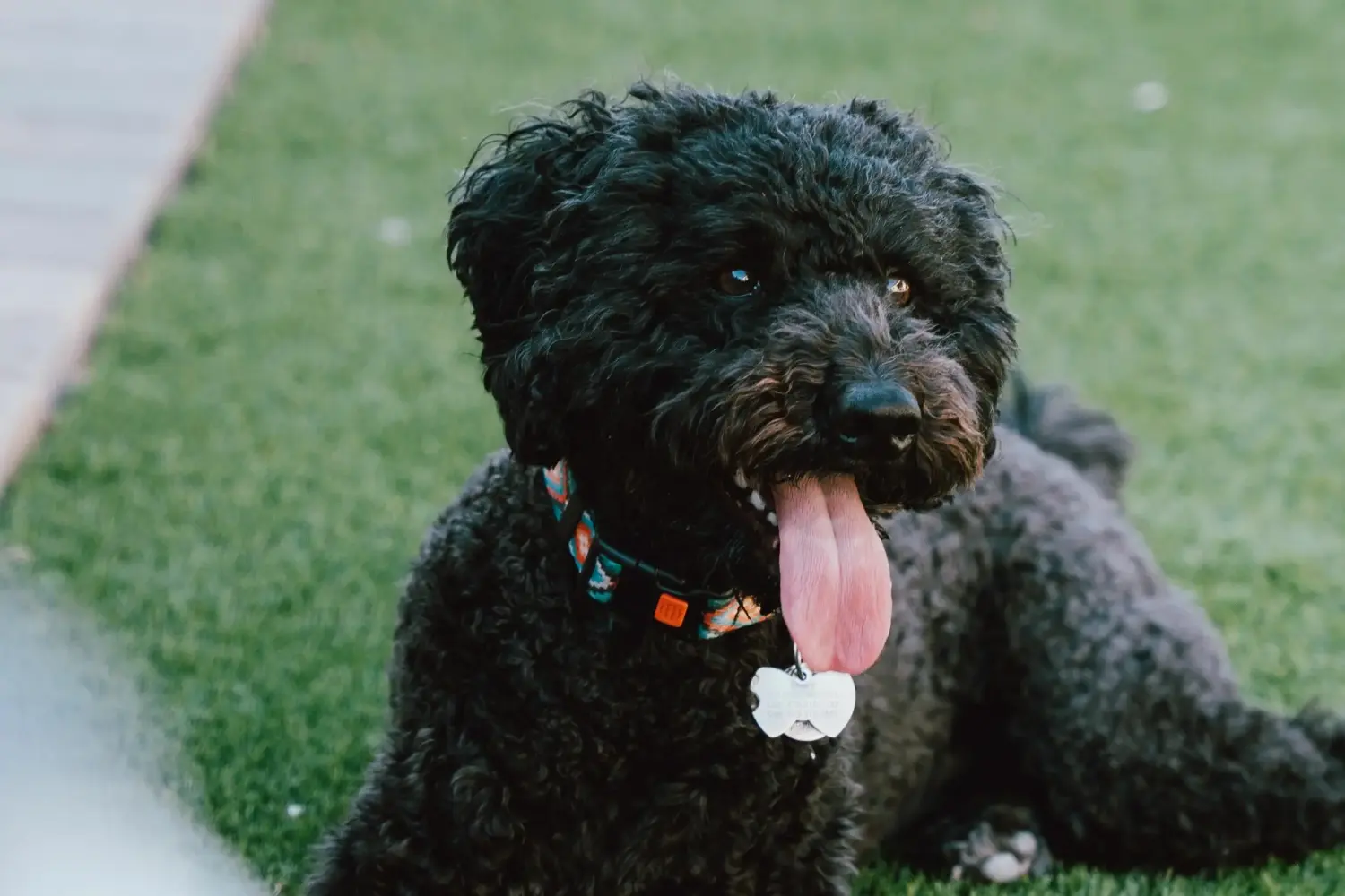 Comprar un cachorro de Barbet significa asumir responsabilidades. Comprar cachorros de Barbet.