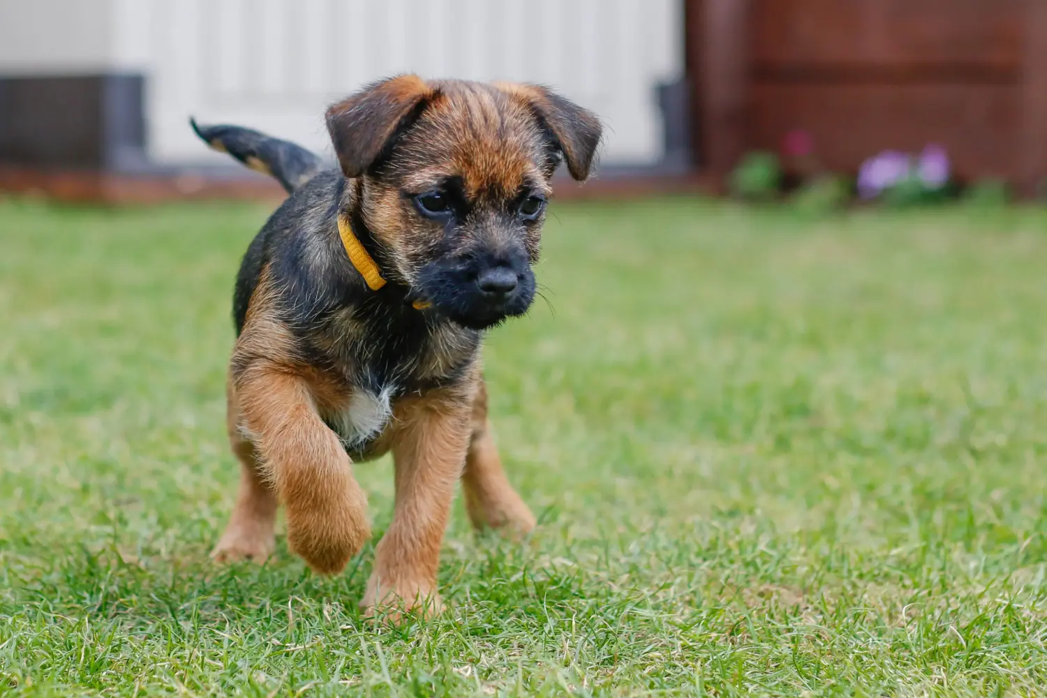 Comprar un cachorro de Border Terrier significa asumir responsabilidades. Comprar cachorros de Border Terrier.