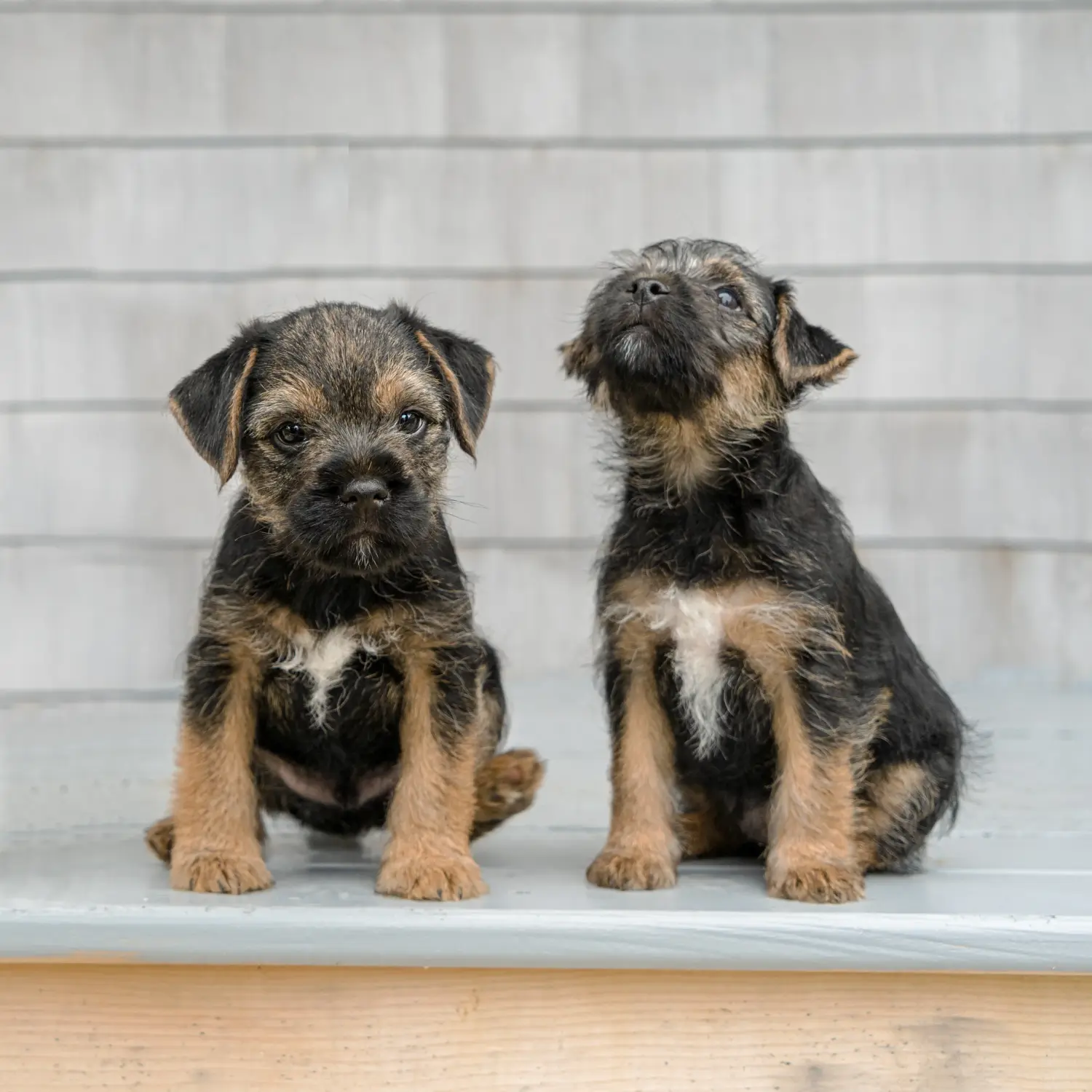Comprar un cachorro de Border Terrier significa asumir responsabilidades. Comprar cachorros de Border Terrier.
