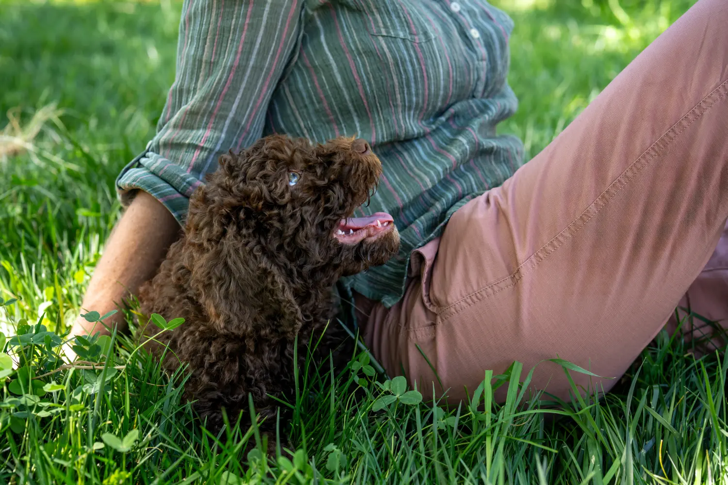 Comprar un cachorro de Barbet significa asumir responsabilidades. Comprar cachorros de Barbet.