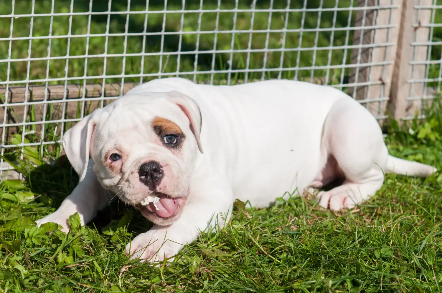 Comprar un cachorro de Bulldog Americano significa asumir responsabilidades. Comprar cachorros de Bulldog Americano.
