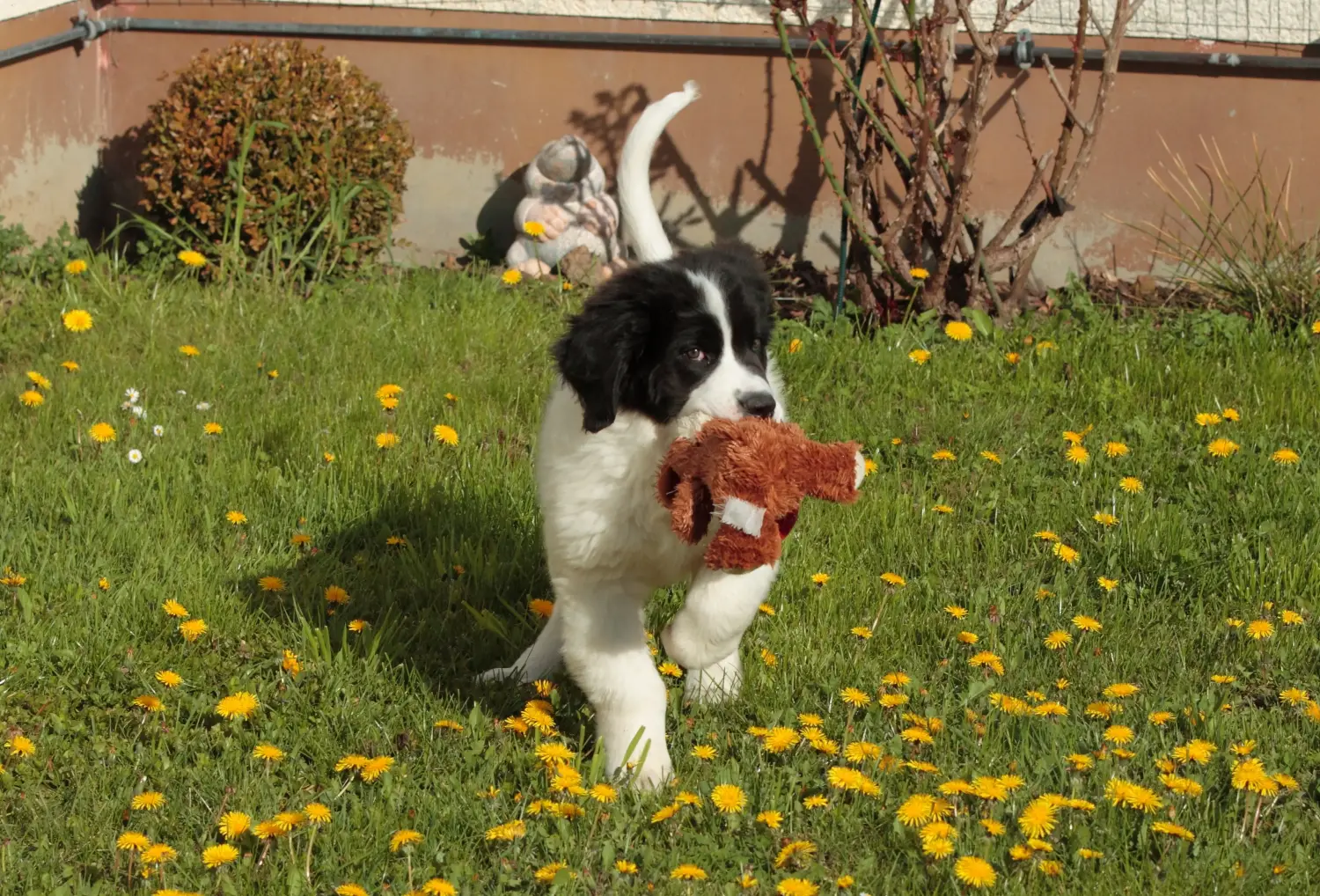 Comprar un cachorro Landseer significa asumir responsabilidades. Comprar cachorros Landseer.