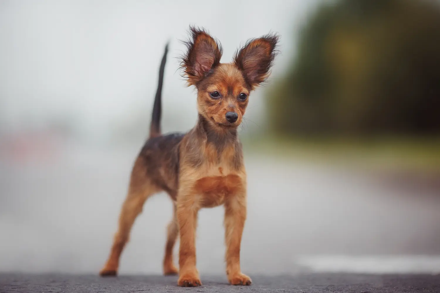 Comprar un cachorro Russkiy Toy significa asumir responsabilidades. Comprar cachorros Russkiy Toy.