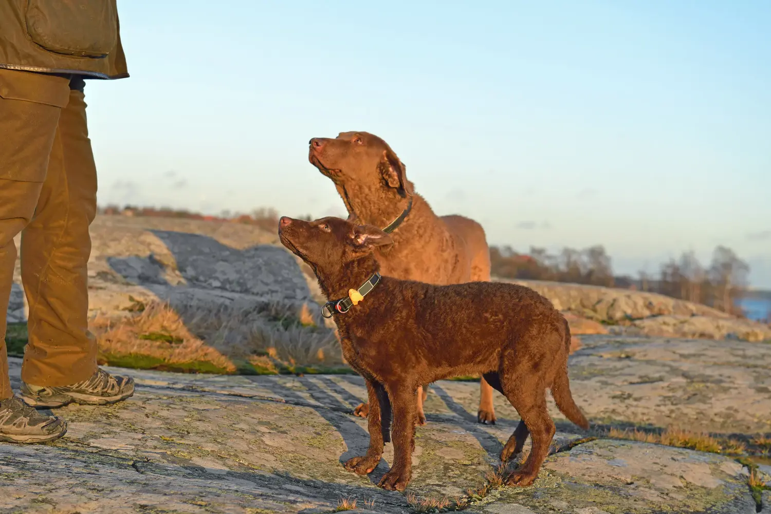 Comprar un cachorro de Chesapeake Bay Retriever significa asumir responsabilidades. Comprar cachorros de Chesapeake Bay Retriever.