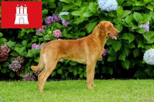 Lee más sobre el artículo Criadores de Chesapeake Bay Retriever y cachorros en Hamburgo
