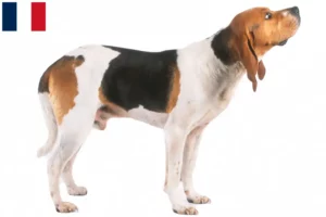 Lee más sobre el artículo Criadores y cachorros de Chien d’Artois en Francia