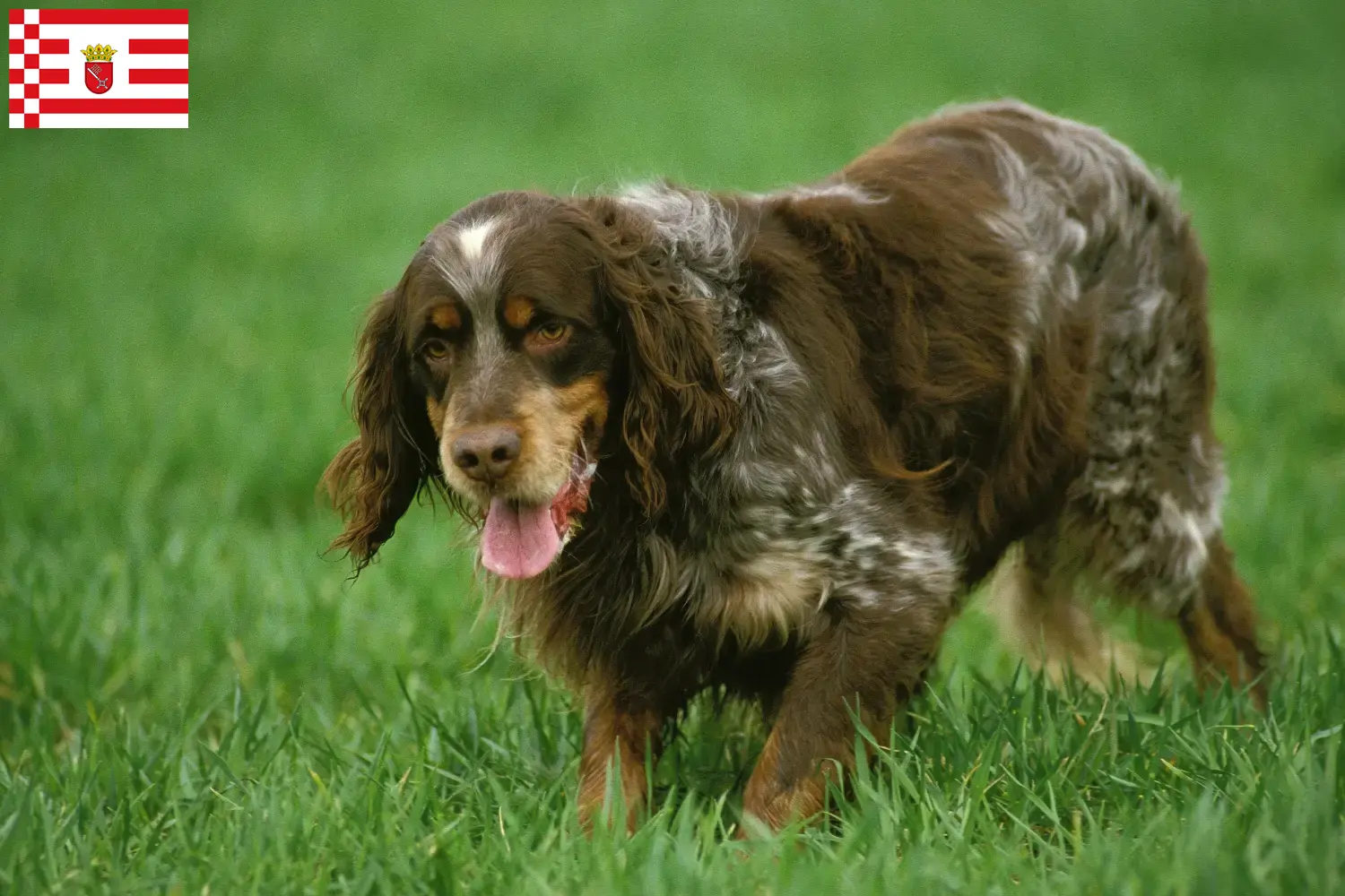 Épagneul Picard cachorros y criadores Bremen Encuentra aquí criadores de Épagneul Picards en Bremen.