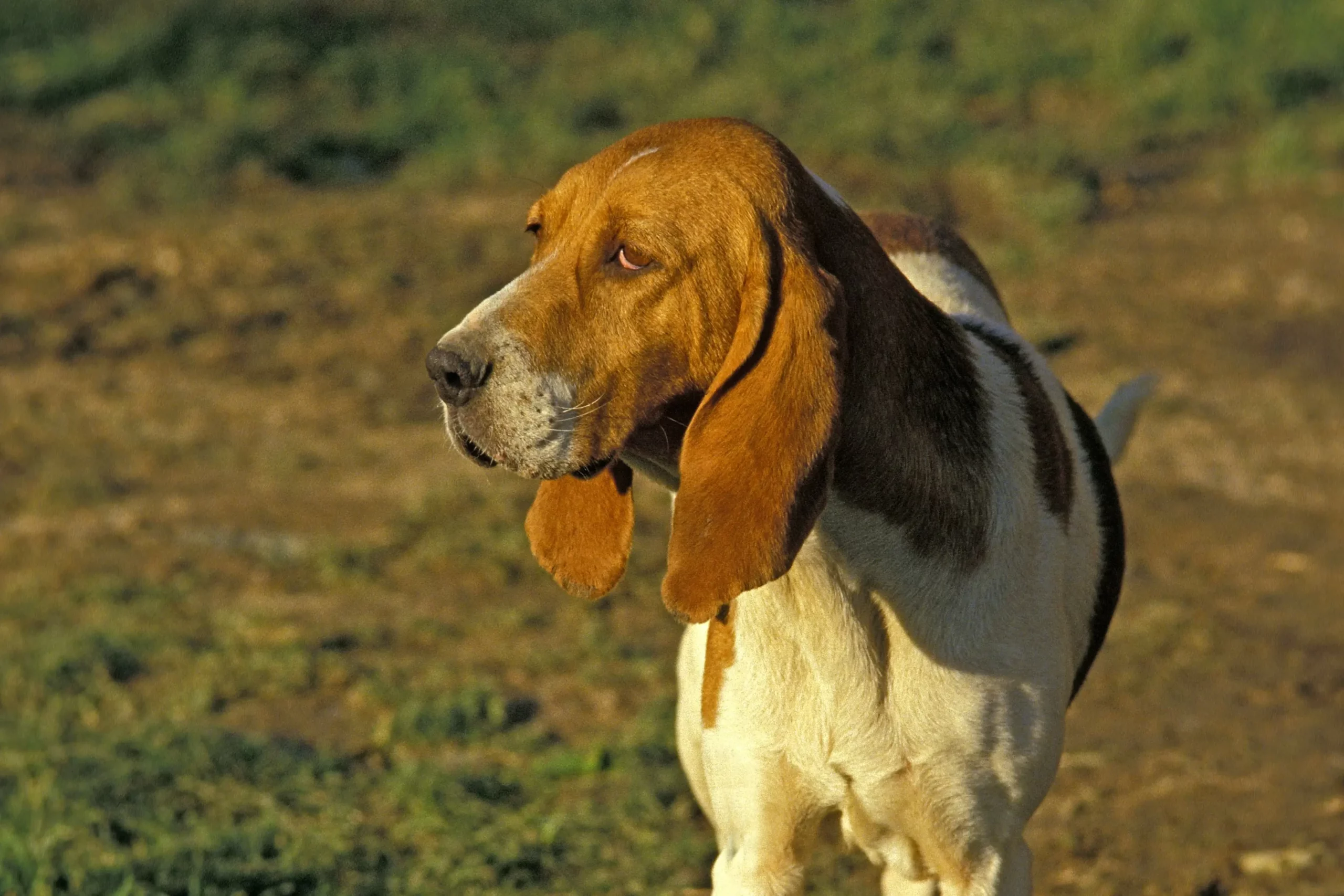 Lee más sobre el artículo Criador de Chien d’Artois