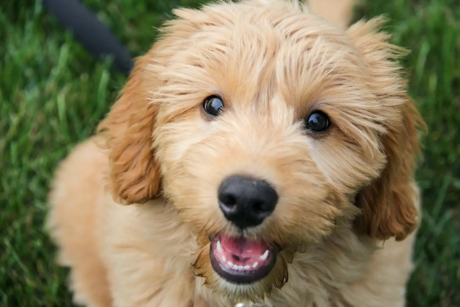 Comprar un cachorro Goldendoodle significa asumir responsabilidades. Comprar cachorros Goldendoodle.