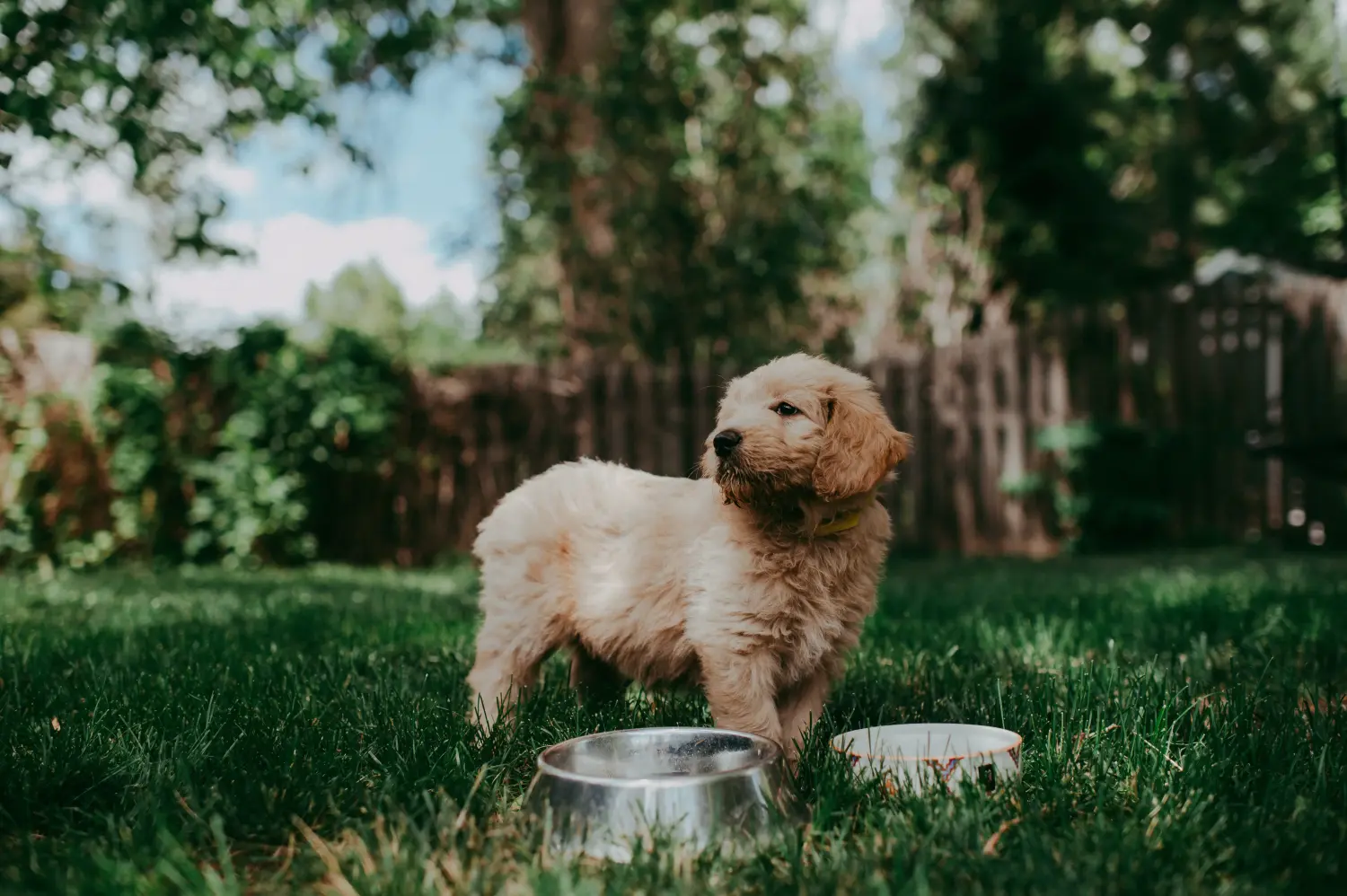 Comprar un cachorro Goldendoodle significa asumir responsabilidades. Comprar cachorros Goldendoodle.