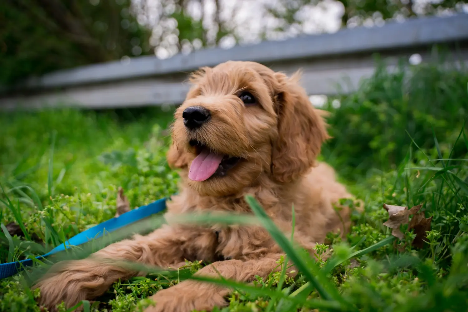 Comprar un cachorro Goldendoodle significa asumir responsabilidades. Comprar cachorros Goldendoodle.