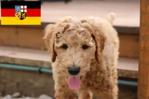 Lee más sobre el artículo Criadores de Goldendoodle y cachorros en Sarre