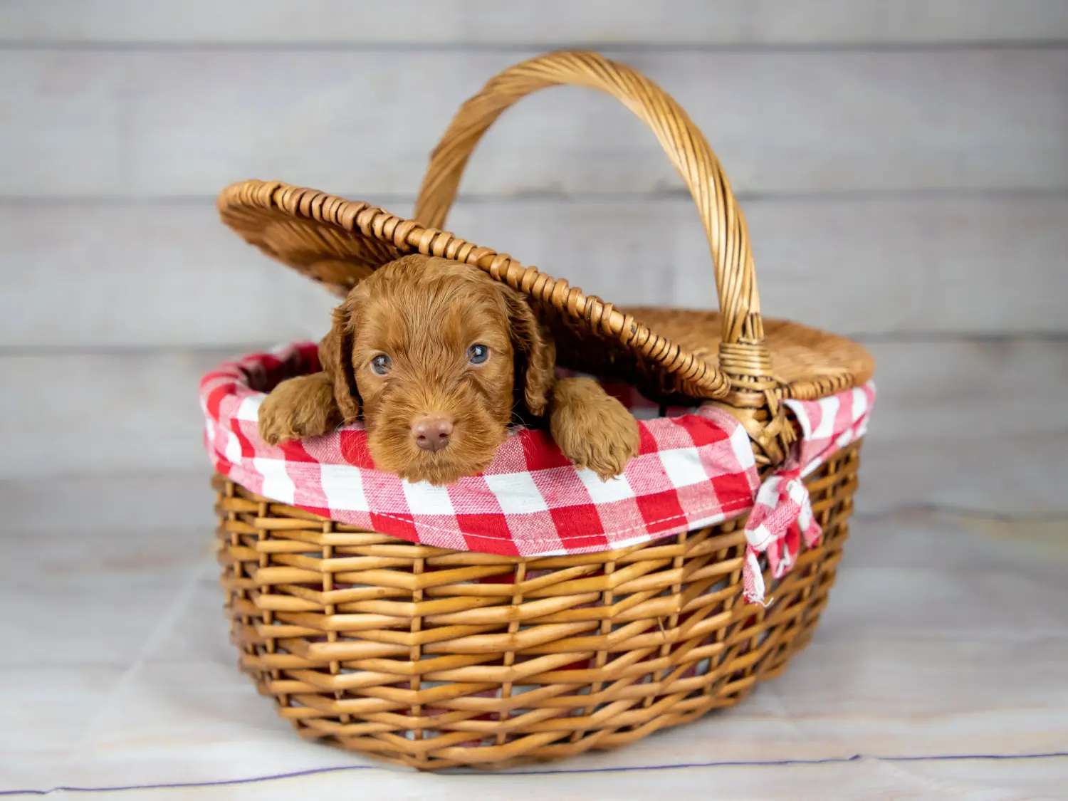 Comprar un cachorro de Labradoodle australiano significa asumir responsabilidades. Comprar cachorros de Labradoodle australiano.
