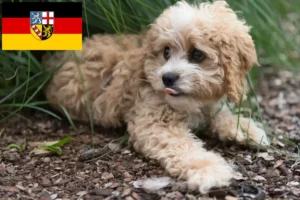Lee más sobre el artículo Criadores de Maltipoo y cachorros en Sarre