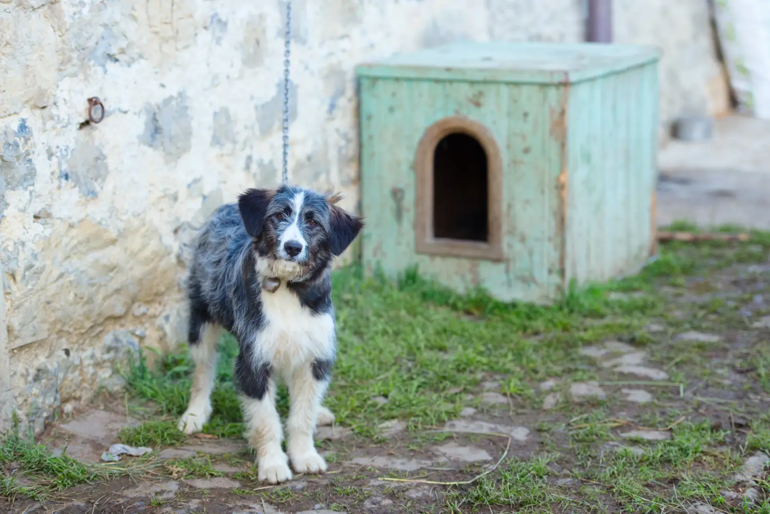 Comprar un cachorro de pastor bergamasco significa asumir responsabilidades. Comprar cachorros de perro pastor bergamasco.