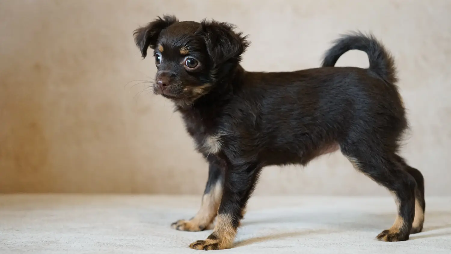 Comprar un cachorro Russkiy Toy significa asumir responsabilidades. Comprar cachorros Russkiy Toy.