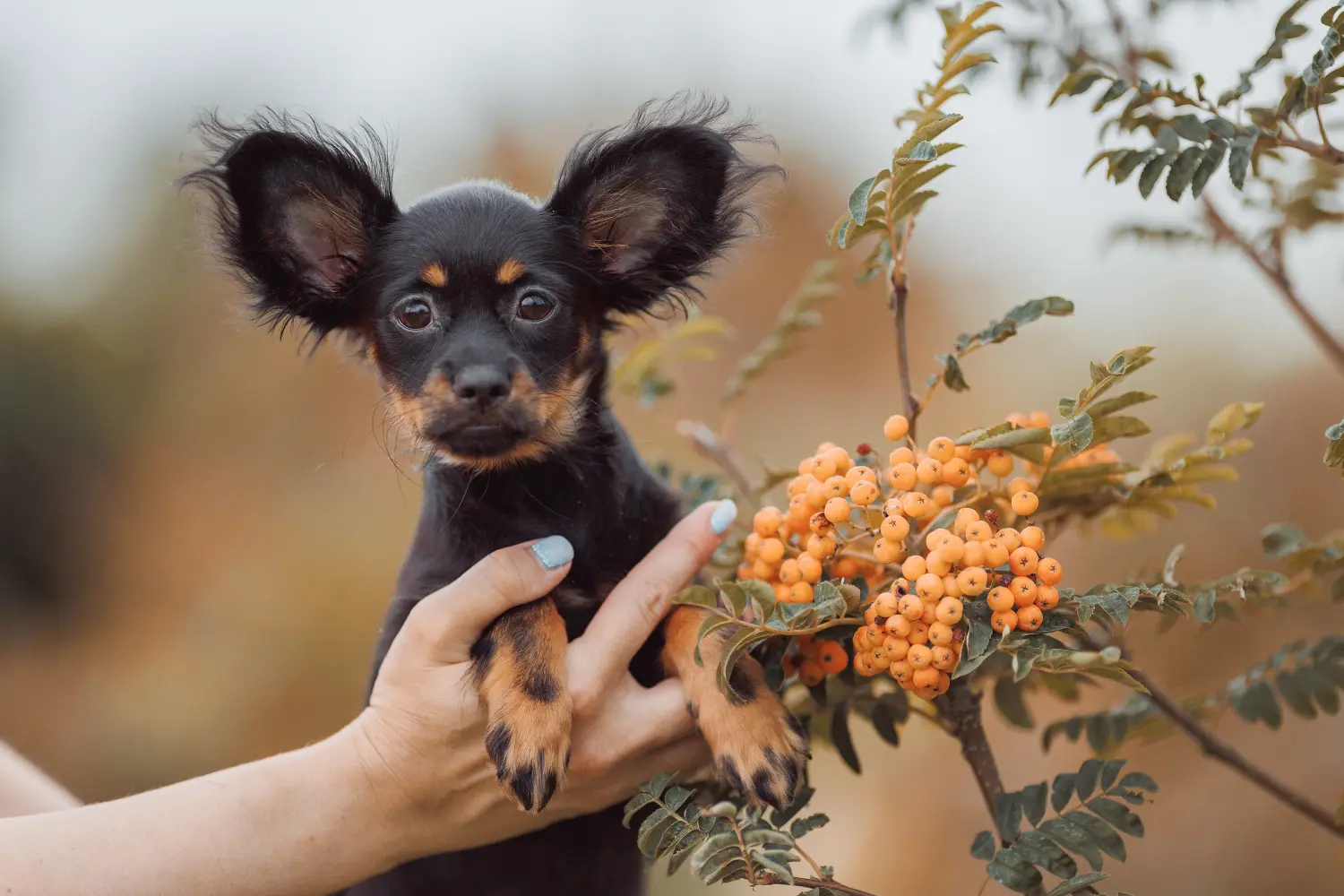 Comprar un cachorro Russkiy Toy significa asumir responsabilidades. Comprar cachorros Russkiy Toy.