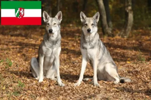 Lee más sobre el artículo Criadores y cachorros de Saarloos Wolfhound en Renania del Norte-Westfalia