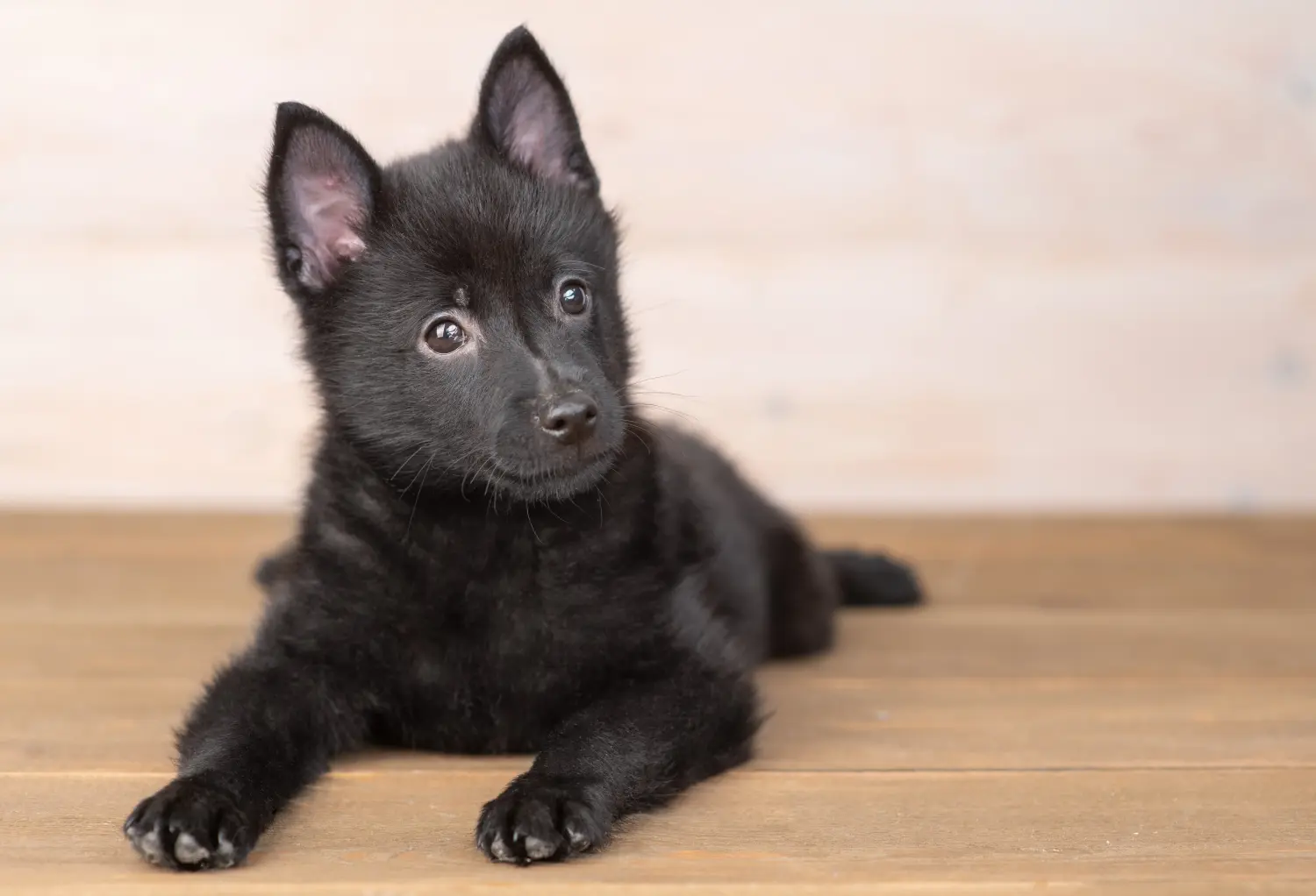 Comprar un cachorro Schipperke significa asumir responsabilidades. Comprar cachorros Schipperke.