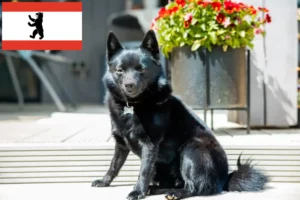 Lee más sobre el artículo Criadores de Schipperke y cachorros en Berlín
