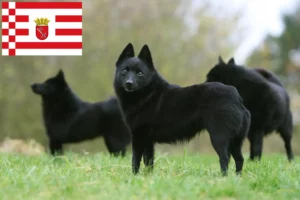 Lee más sobre el artículo Criadores de Schipperke y cachorros en Bremen