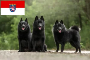 Lee más sobre el artículo Criadores de Schipperke y cachorros en Hessen