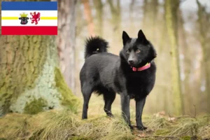 Lee más sobre el artículo Criadores de Schipperke y cachorros en Mecklemburgo-Pomerania Occidental