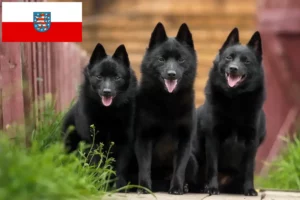 Lee más sobre el artículo Criadores de Schipperke y cachorros en Turingia
