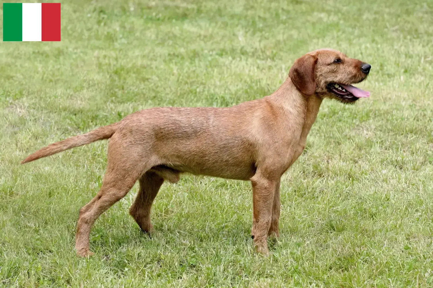 Sabueso de pelo duro de Estiria cachorros y criadores Italia Aquí puedes encontrar criadores de Sabuesos de pelo duro de Estiria en Italia.
