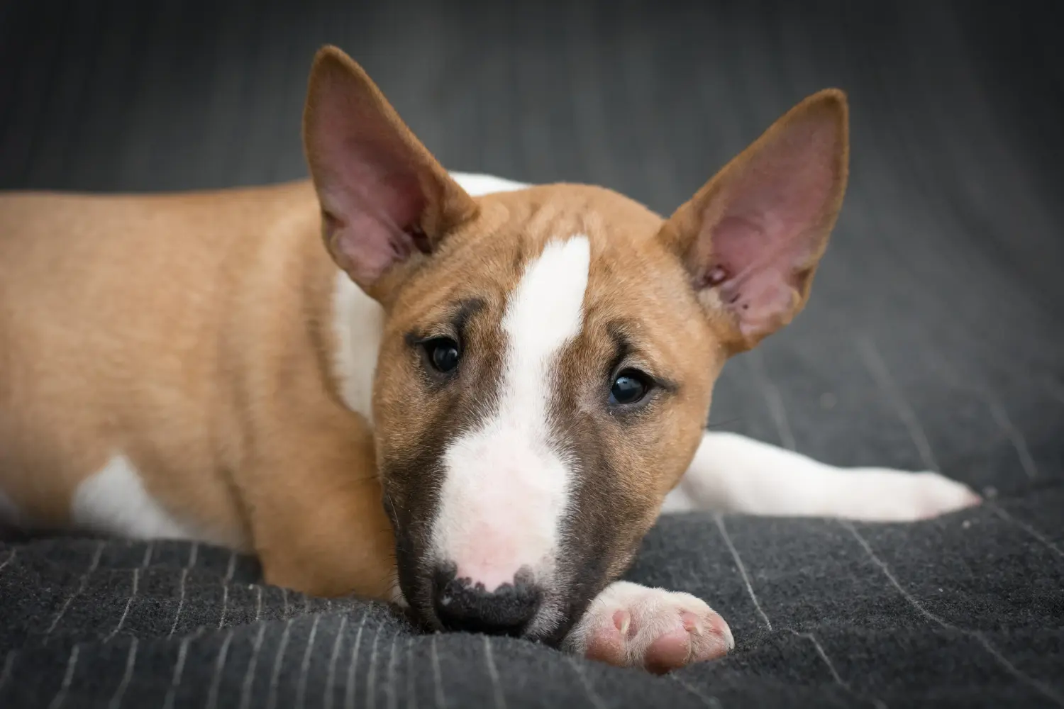 Comprar un cachorro de Bull Terrier significa asumir responsabilidades. Comprar cachorros de Bull Terrier.