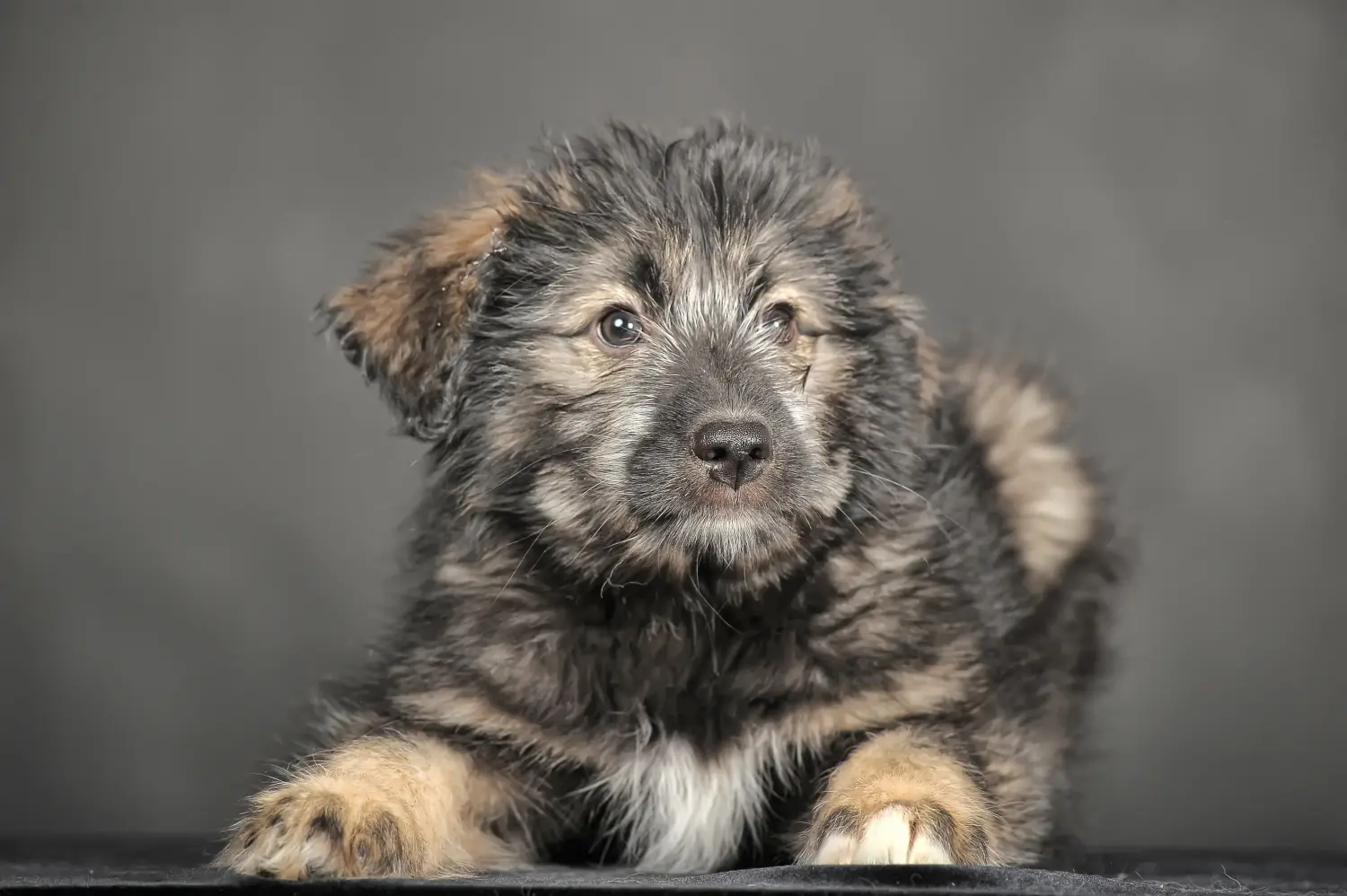 Comprar un cachorro de pastor caucásico significa asumir responsabilidades. Comprar cachorros de pastor caucásico.
