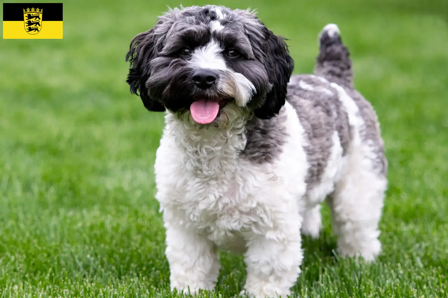 Havapoo cachorros y criadores Baden-Württemberg Aquí puedes encontrar criadores de Havapoos en Baden-Wurtemberg.