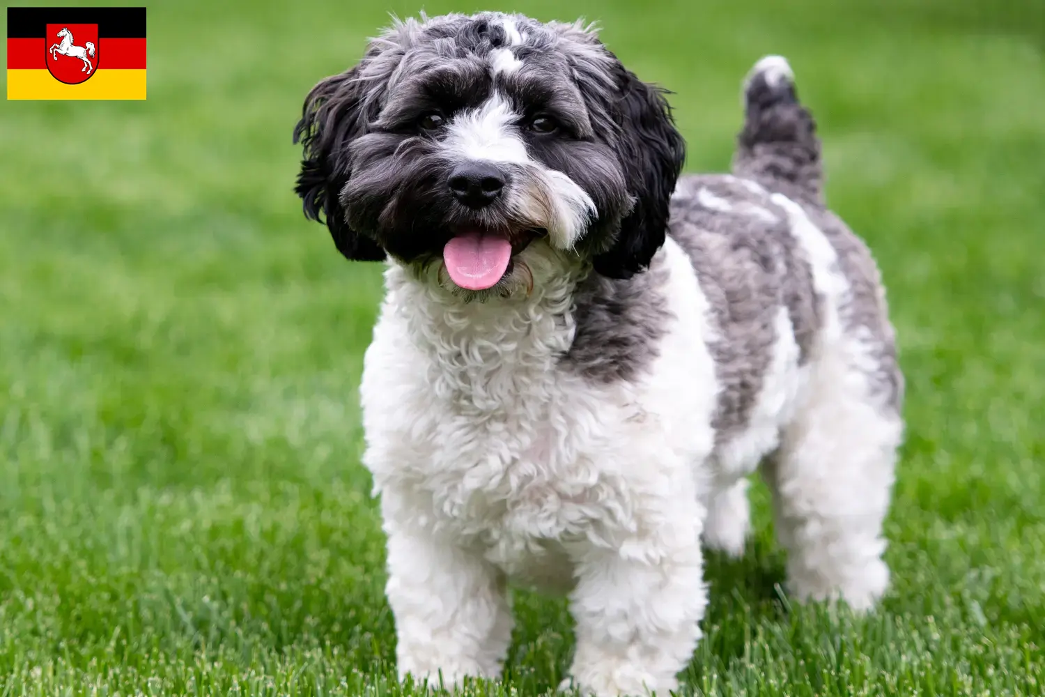 Havapoo cachorros y criadores Baja Sajonia Aquí puedes encontrar criadores de Havapoos en Baja Sajonia.