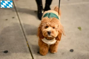 Lee más sobre el artículo Criadores de Havapoo y cachorros en Baviera