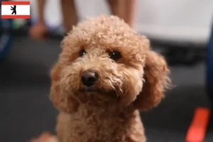 Lee más sobre el artículo Criadores de Havapoo y cachorros en Berlín