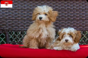 Lee más sobre el artículo Criadores de Havapoo y cachorros en Brandenburgo