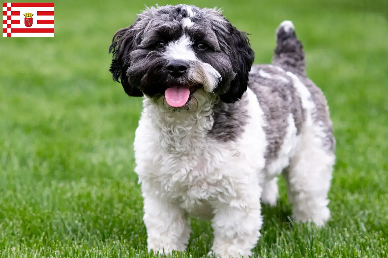 Havapoo cachorros y criadores Bremen Aquí puedes encontrar criadores de Havapoos en Bremen.