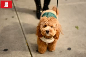 Lee más sobre el artículo Criadores de Havapoo y cachorros en Hamburgo