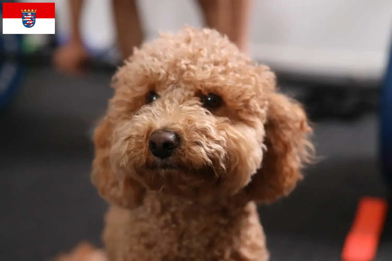 Havapoo cachorros y criadores Hessen Aquí puedes encontrar criadores de Havapoos en Hesse.