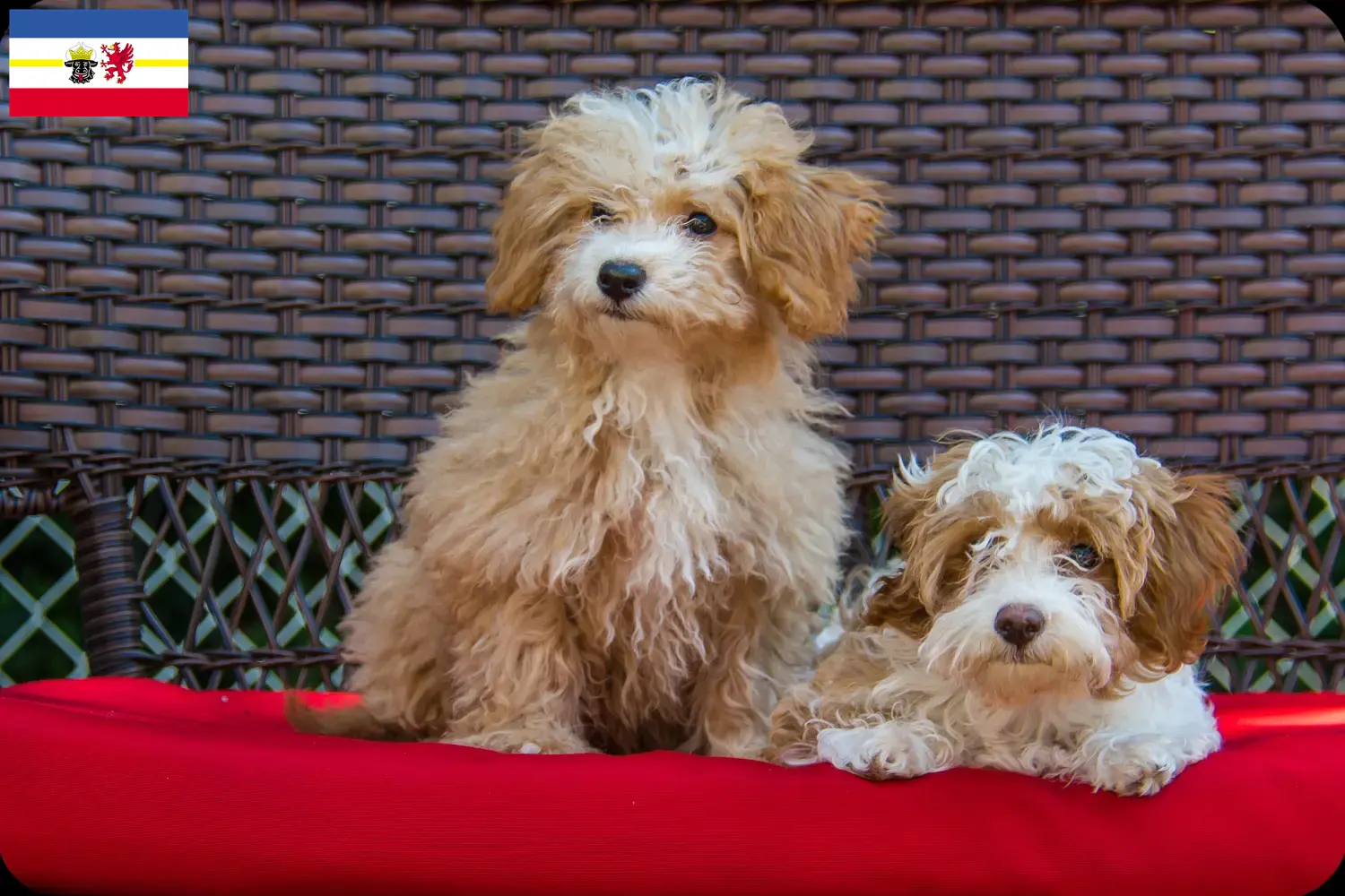 Havapoo cachorros y criadores Mecklemburgo-Pomerania Occidental Aquí puedes encontrar criadores de Havapoos en Mecklemburgo-Pomerania Occidental.