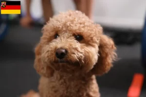 Lee más sobre el artículo Criadores de Havapoo y cachorros en Renania-Palatinado